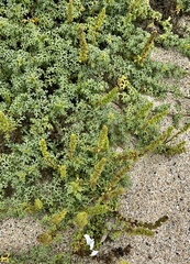 Ambrosia chamissonis