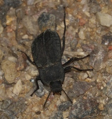 Stenomorpha opaca