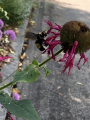 Bombus auricomus