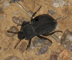 Stenomorpha opaca