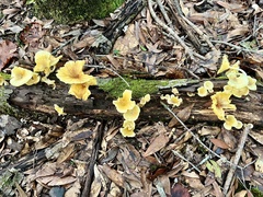 Gerronema strombodes