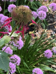 Bombus auricomus