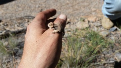 Phrynosoma hernandesi