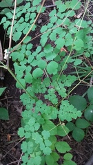 Thalictrum dioicum
