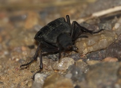 Stenomorpha opaca
