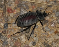 Eleodes suturalis