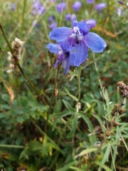 Delphinium