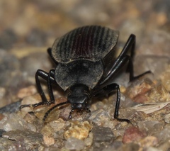 Eleodes suturalis