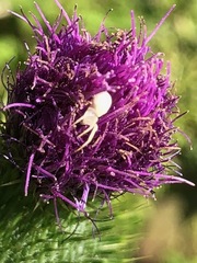 Misumena vatia
