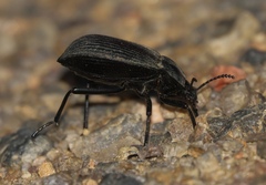 Eleodes suturalis