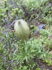 Pulsatilla occidentalis