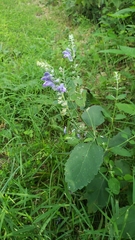 Scutellaria incana