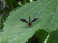 Ocyptamus fuscipennis
