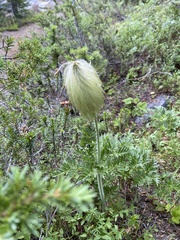 Pulsatilla occidentalis