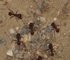 Pogonomyrmex barbatus