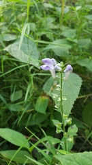 Scutellaria incana