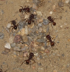 Pogonomyrmex barbatus