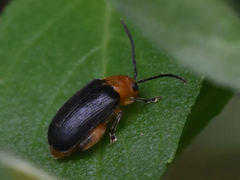 Physimerus scabrosus