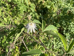 Passiflora incarnata