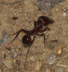 Pogonomyrmex barbatus