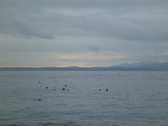 Phoca vitulina richardii