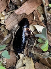 Blatta orientalis