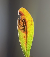 Aspilanta argentifera