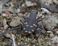 Cicindela duodecimguttata