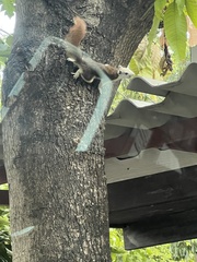 Callosciurus finlaysonii bocourti