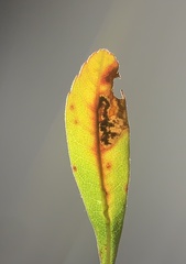 Aspilanta argentifera