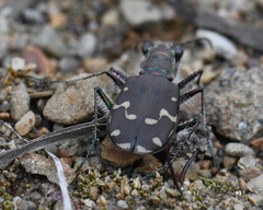 Cicindela duodecimguttata