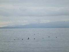 Phoca vitulina richardii