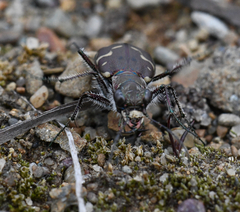 Cicindela duodecimguttata