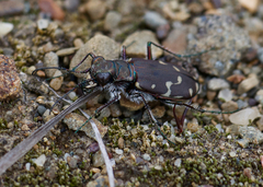 Cicindela duodecimguttata