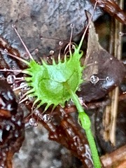 Drosera auriculata