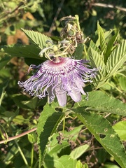 Passiflora incarnata