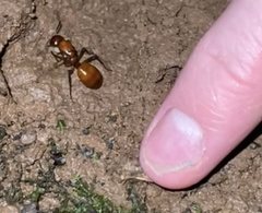 Camponotus castaneus