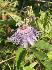 Passiflora incarnata