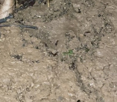 Camponotus castaneus