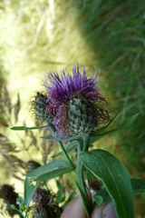 Centaurea phrygia pseudophrygia