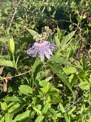 Passiflora incarnata