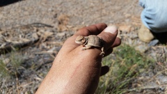 Phrynosoma hernandesi