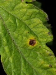 Septoria lycopersici