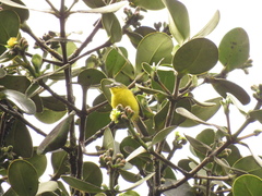 Thlypopsis superciliaris