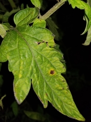 Septoria lycopersici