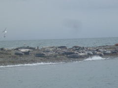 Phoca vitulina richardii