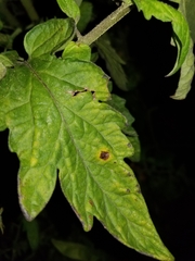 Septoria lycopersici