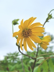 Silphium terebinthinaceum