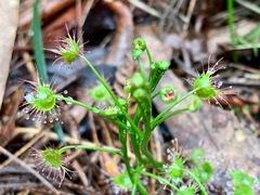 Drosera auriculata