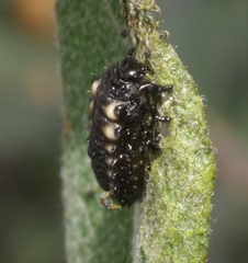 Macrolina